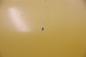 Preview: Motorhaube 2454107 Ford TRANSIT 6 BUS