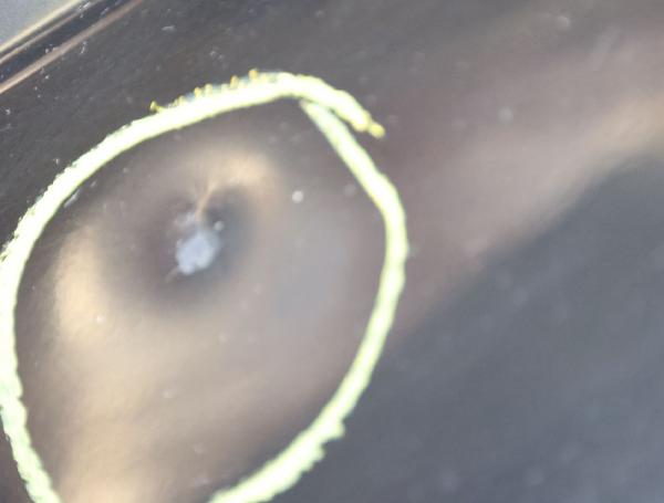 Tür vorn links 8E0831051J Audi A4 Avant 8E B7